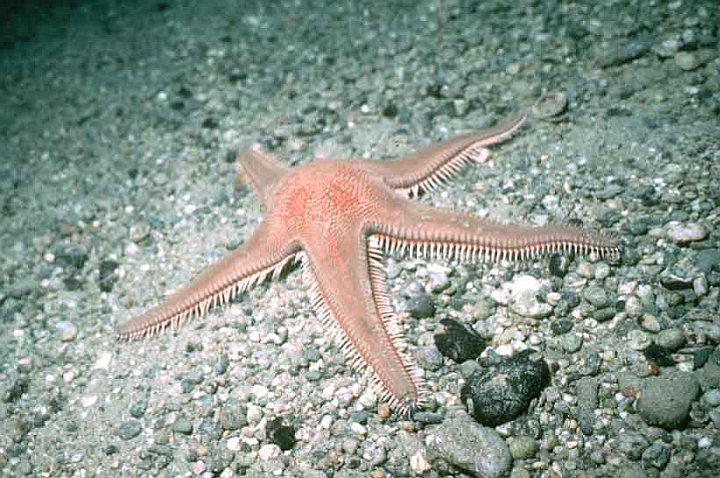 05 Astropecten aranciacus.jpg